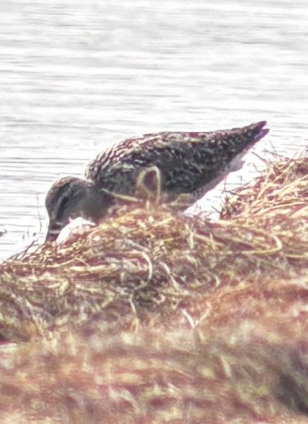 Short-billed/Long-billed Dowitcher - ML641293809