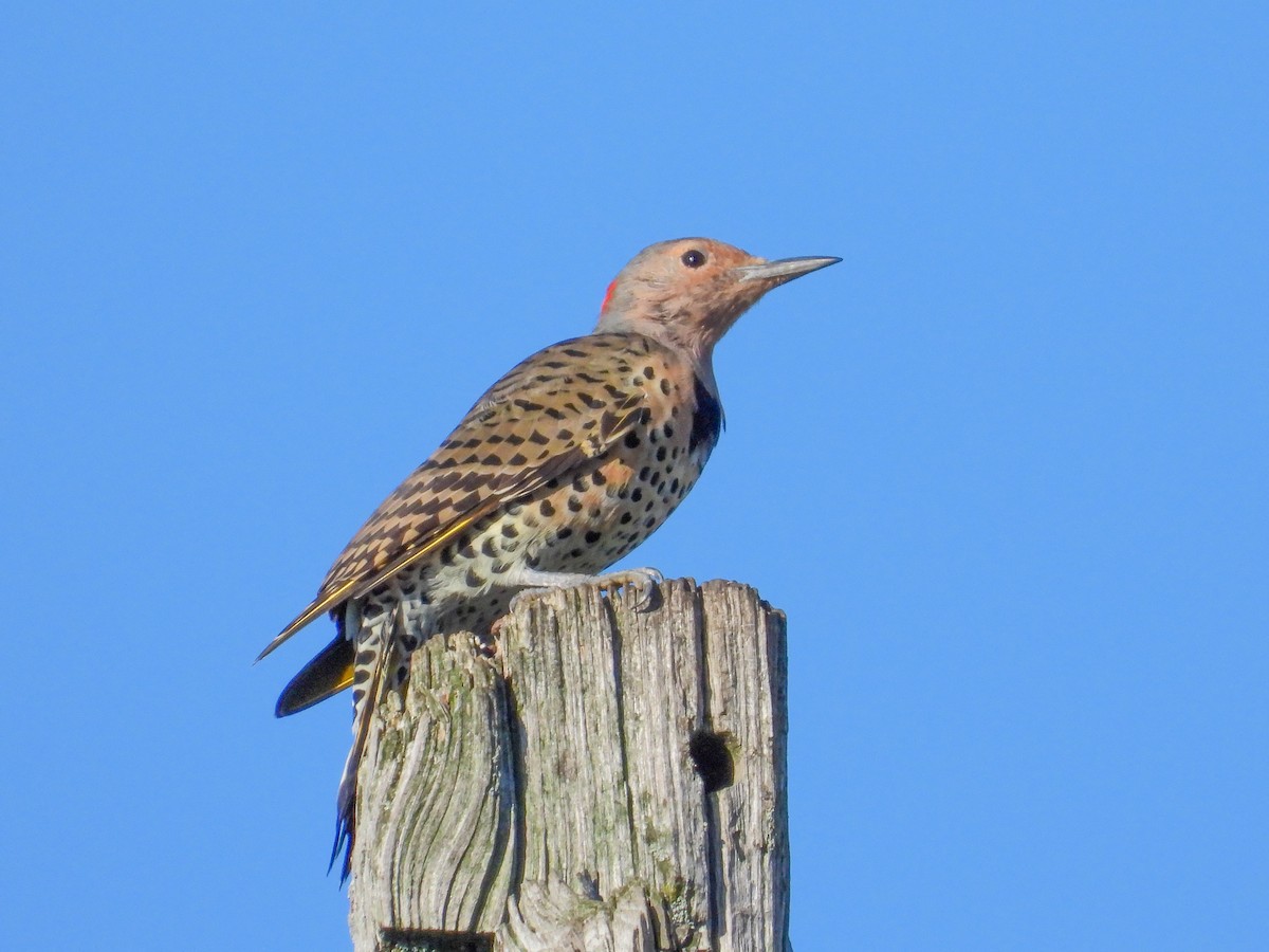 Northern Flicker - ML641293844