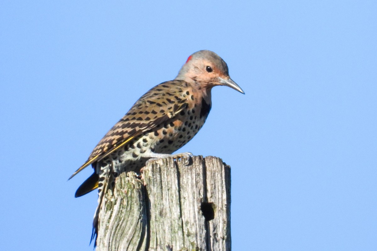 Northern Flicker - ML641293845