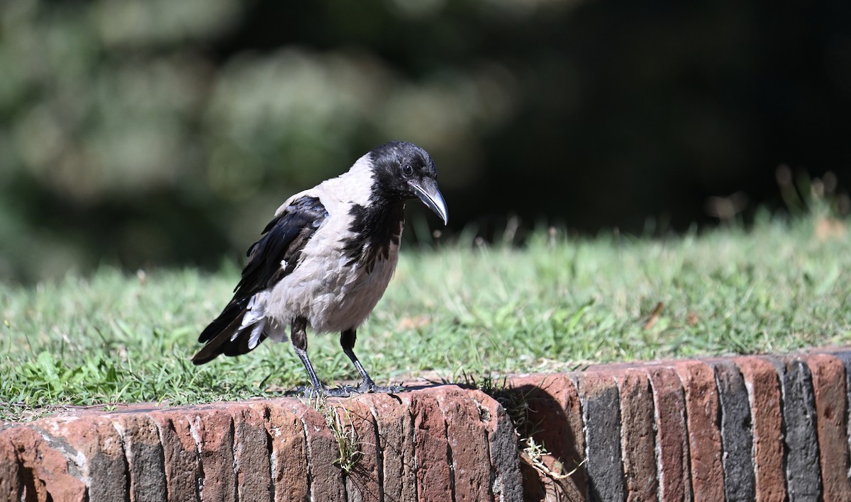 Hooded Crow - ML641293898
