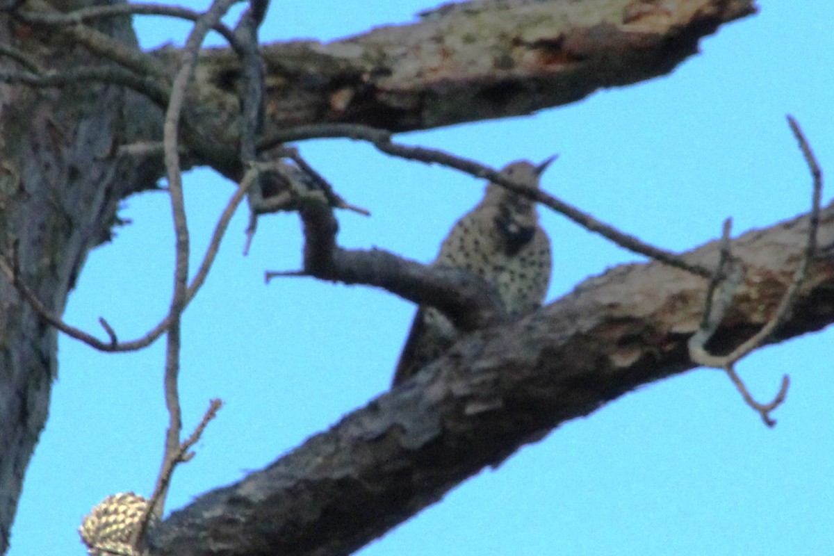Northern Flicker - ML641293900