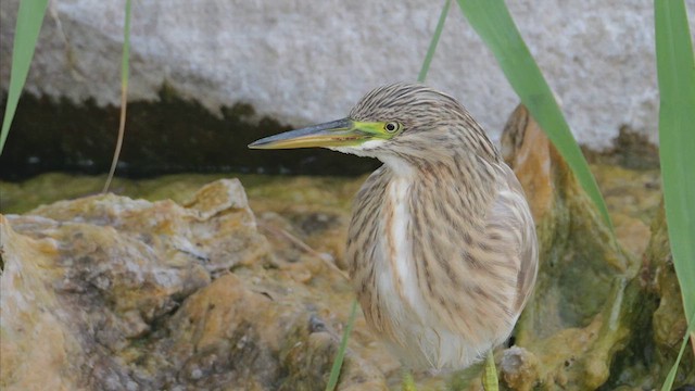 Squacco Heron - ML641293901