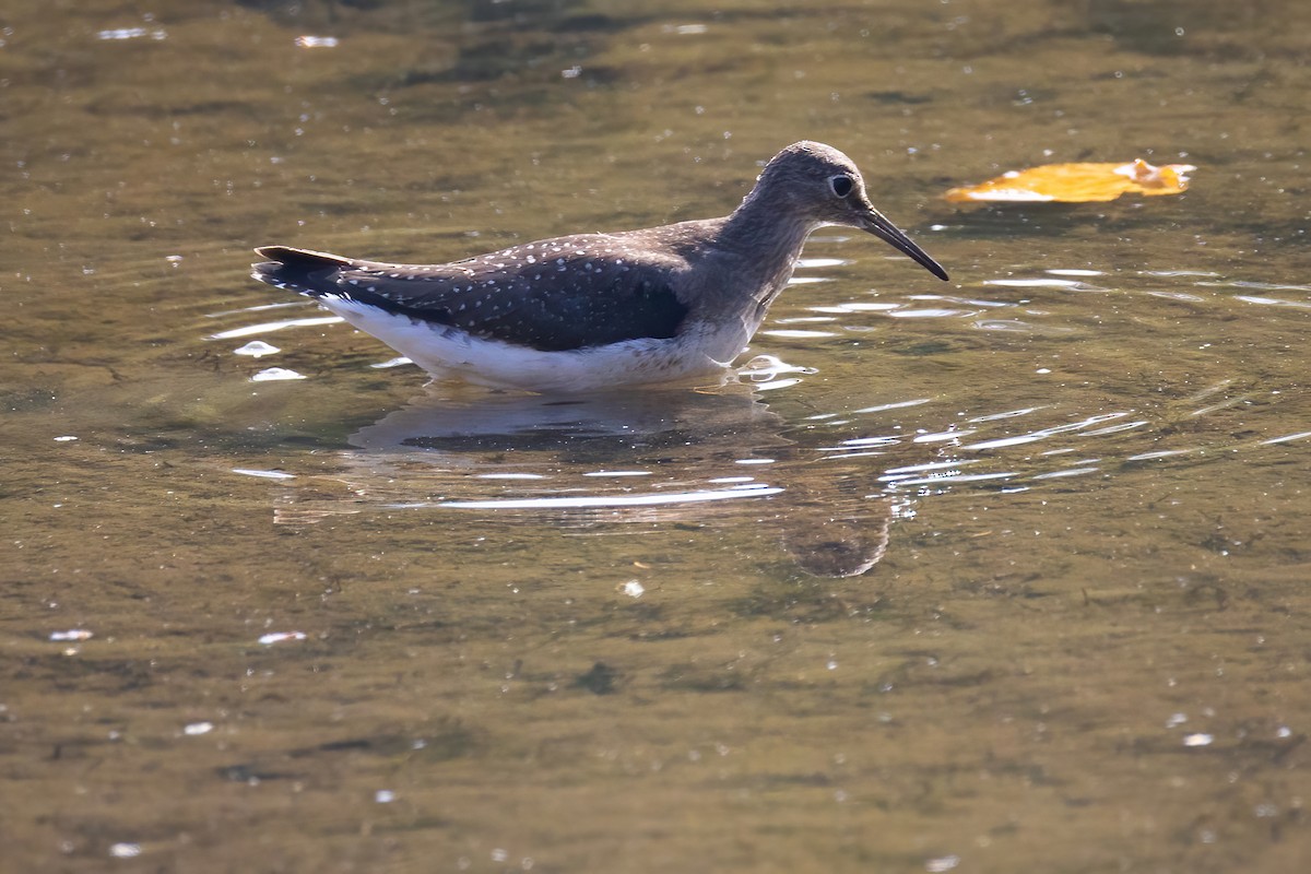 Solitary Sandpiper - ML641293922