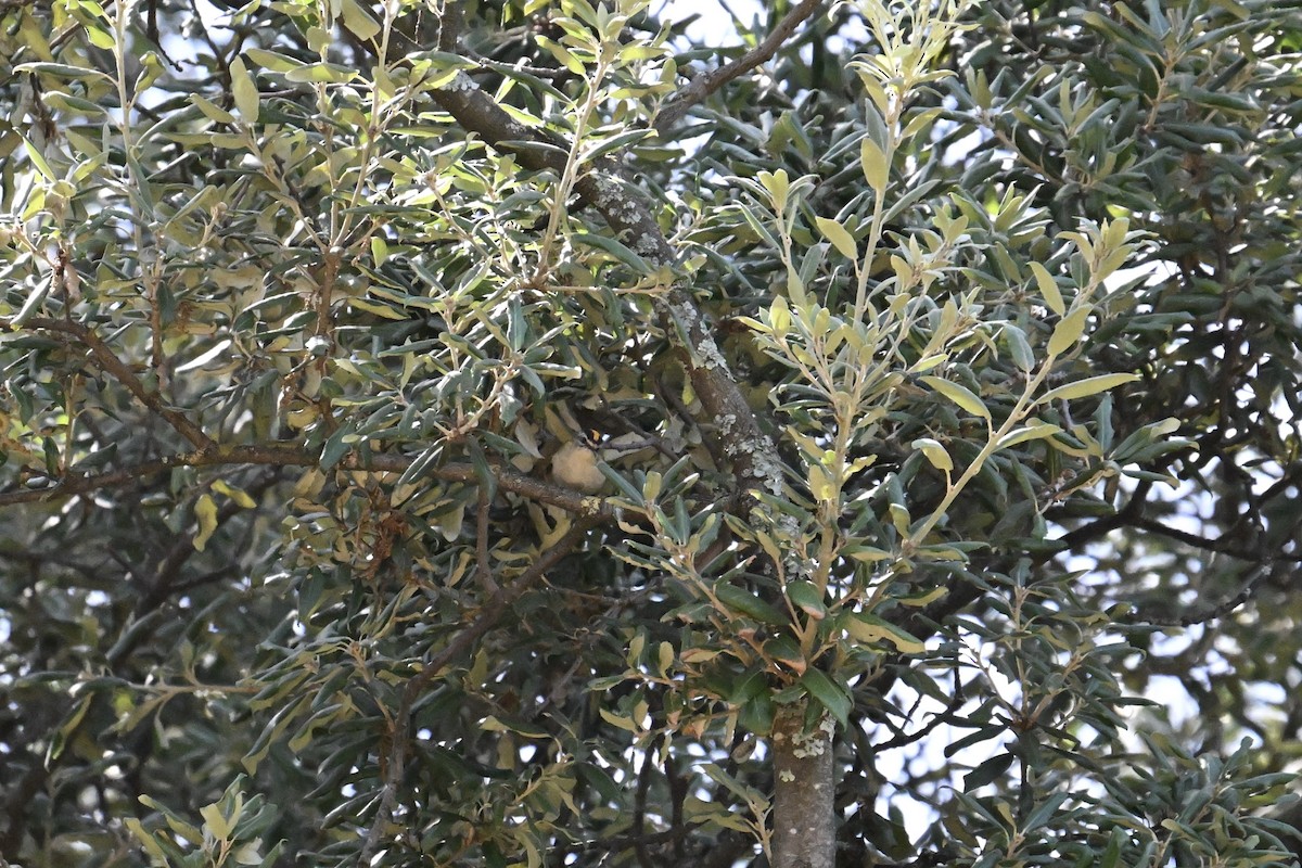 Common Firecrest - ML641293926