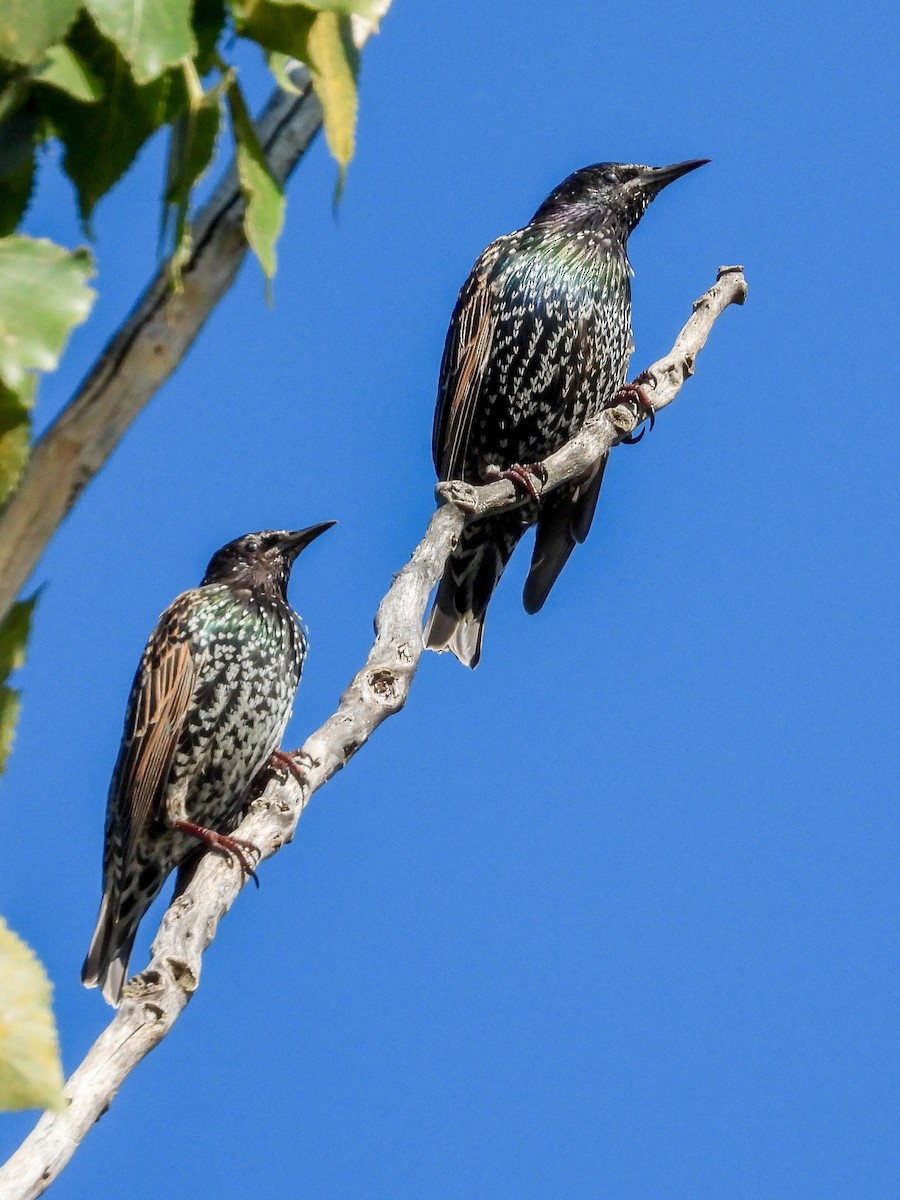 European Starling - ML641293937