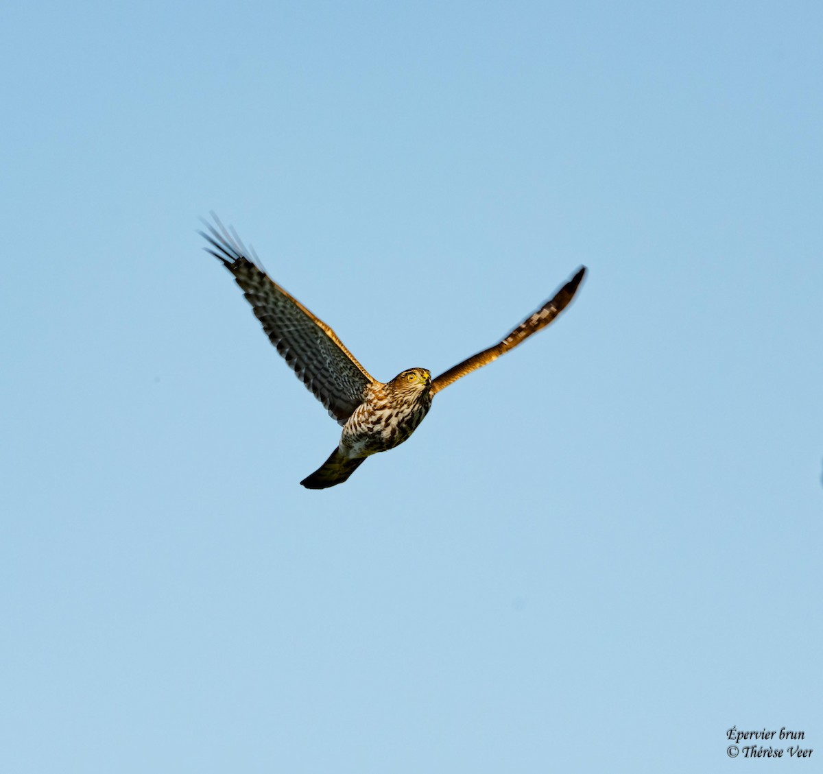 Sharp-shinned Hawk - ML641293948