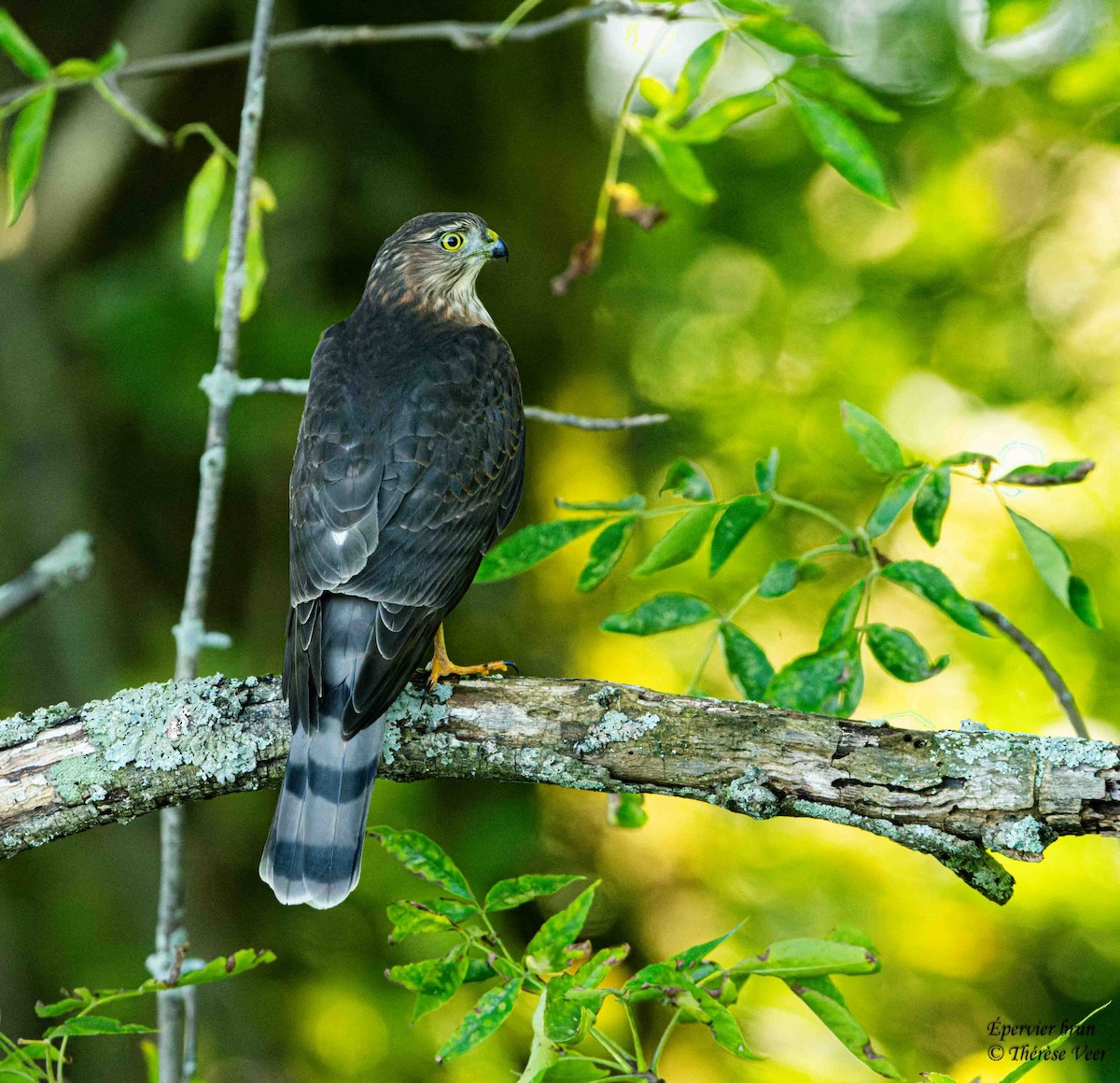 Sharp-shinned Hawk - ML641293950