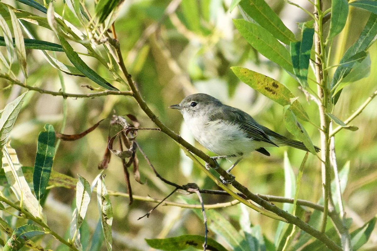 krattvireo - ML641294058