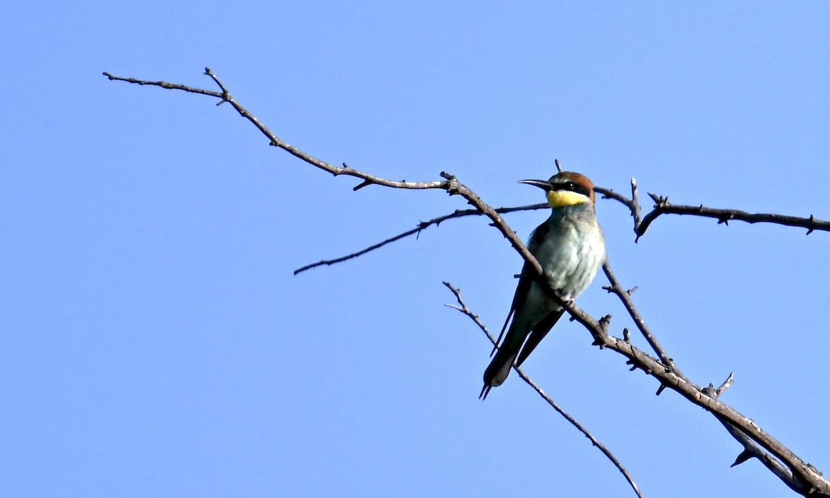 European Bee-eater - ML641294062