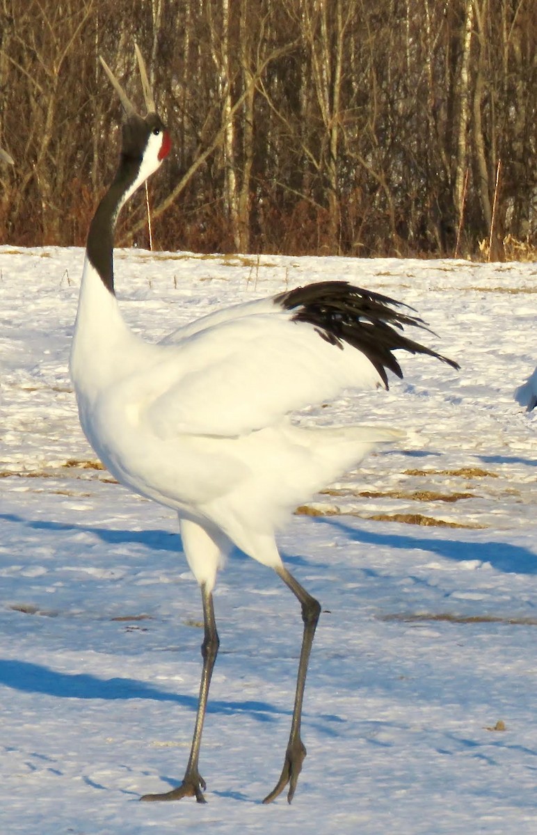 Red-crowned Crane - ML641294064