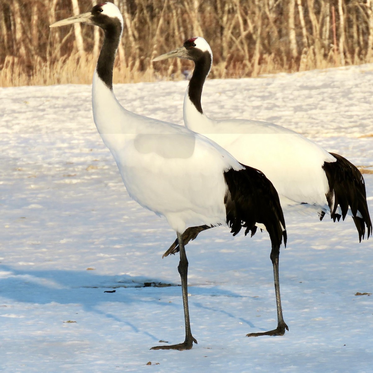 Red-crowned Crane - ML641294065