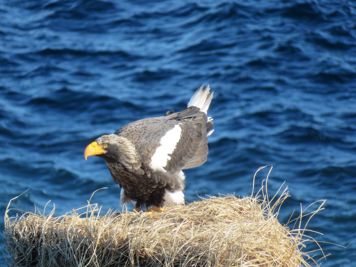 Steller's Sea-Eagle - ML641294097