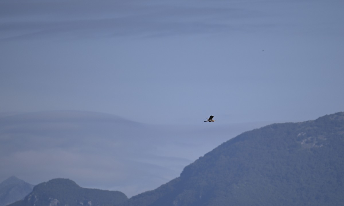 Purple Heron - ML641294109