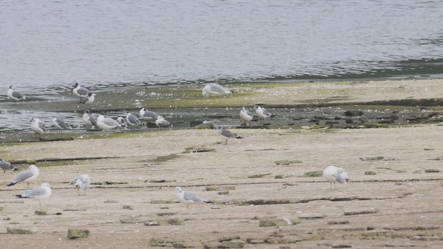 Franklin's Gull - ML641294127