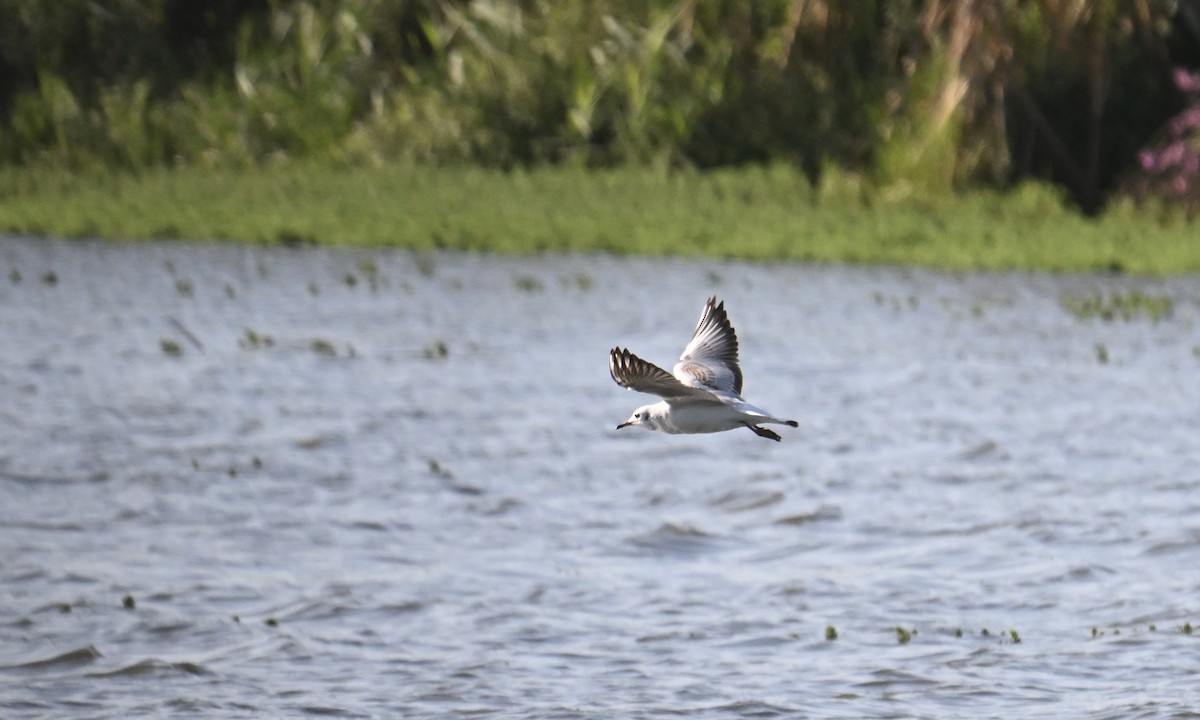 Black-headed Gull - ML641294129