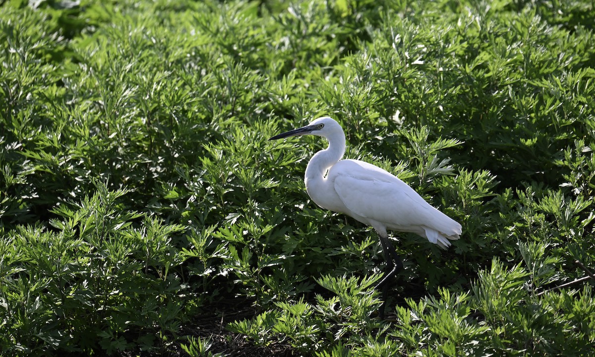 Little Egret - ML641294161