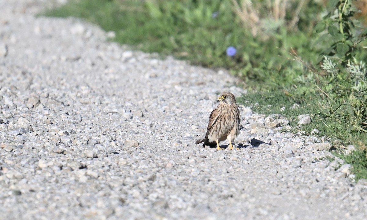 Eurasian Kestrel - ML641294168