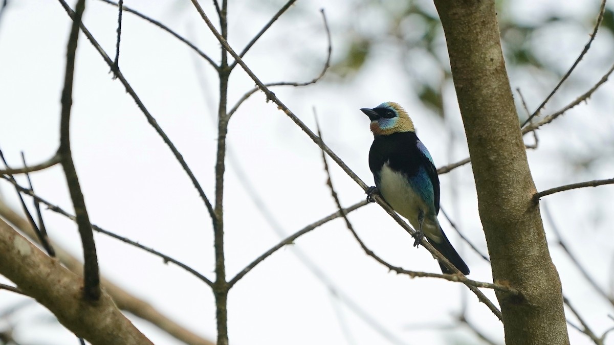 Golden-hooded Tanager - ML641294203