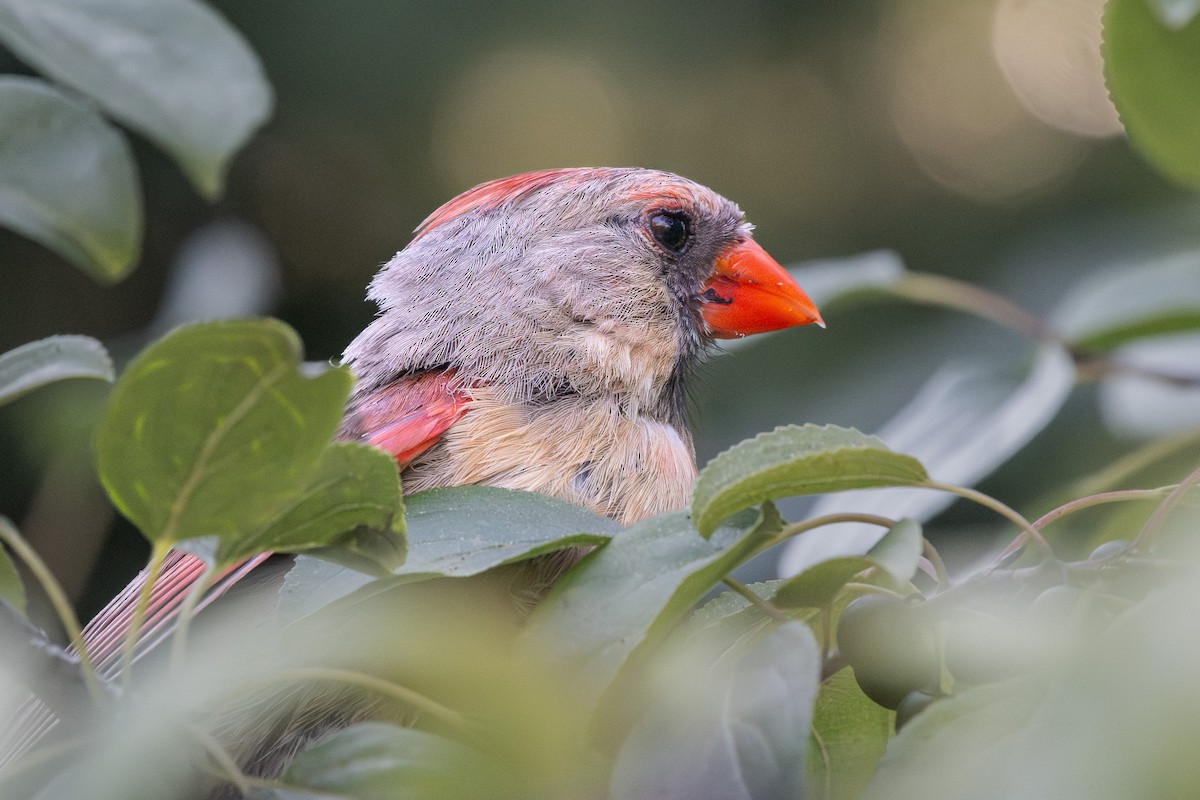 Northern Cardinal - ML641294204
