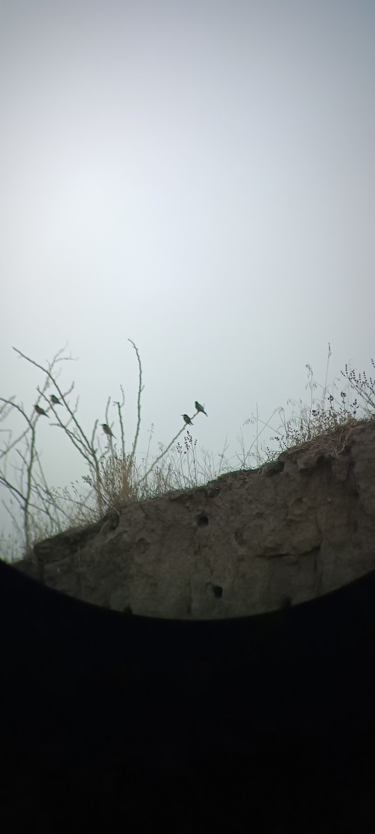 European Bee-eater - ML641294240