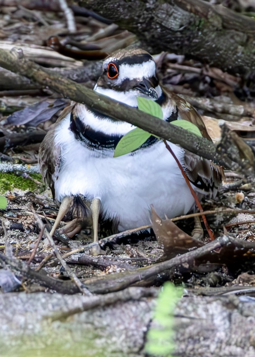 Killdeer - ML641294242
