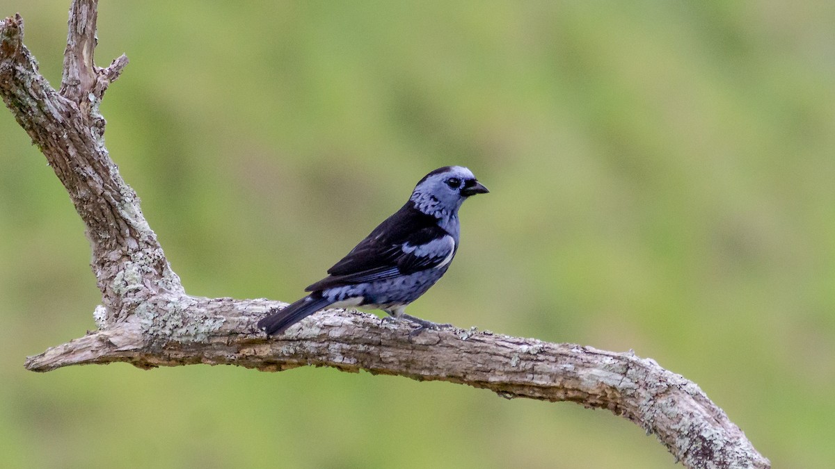 White-bellied Tanager - ML641294256
