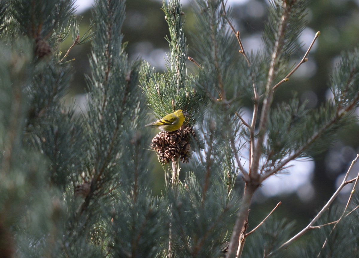 Eurasian Siskin - ML641294268