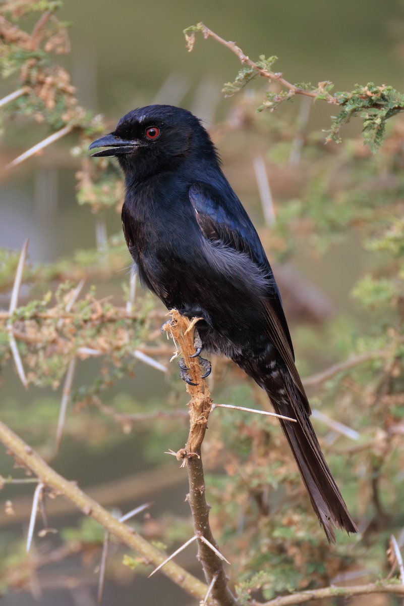 Fork-tailed Drongo - ML641294277