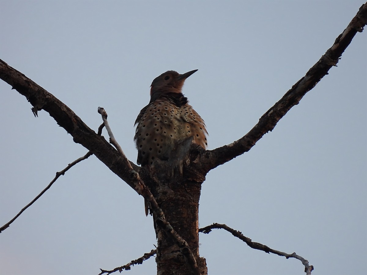 Northern Flicker - ML641294278