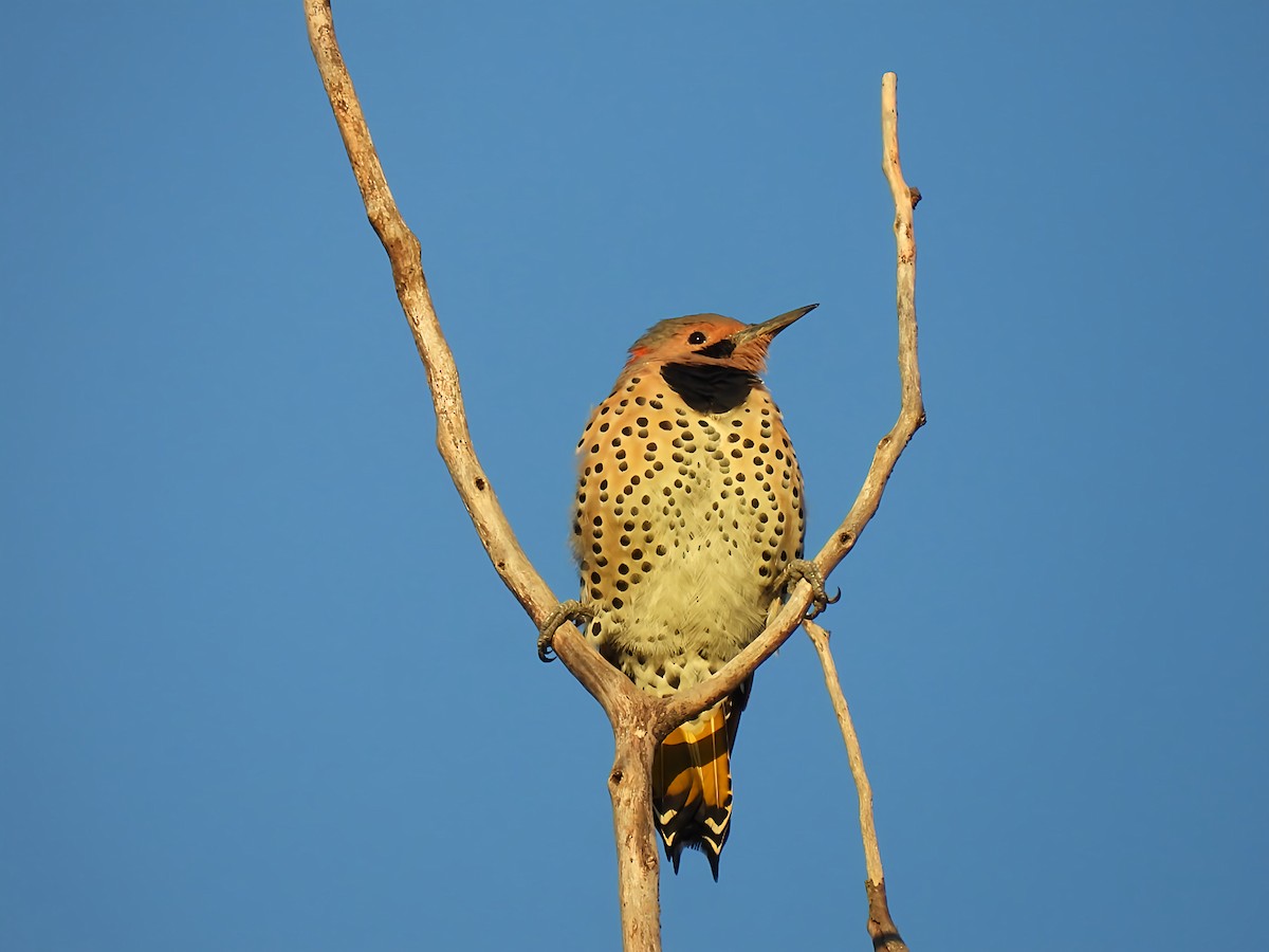 Northern Flicker - ML641294279