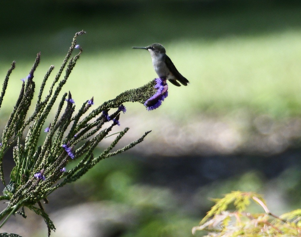 Ruby-throated Hummingbird - ML641294284