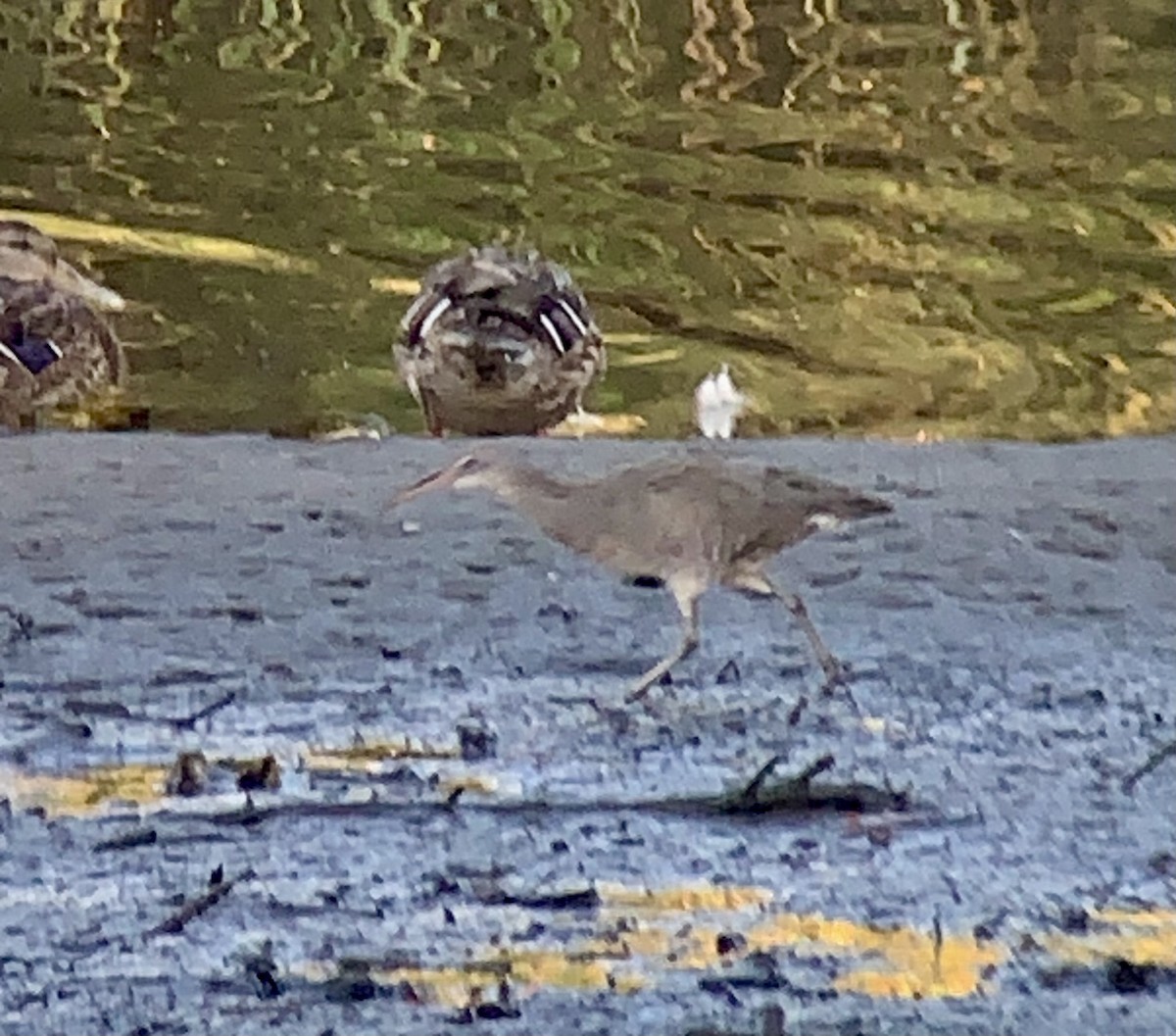 Clapper Rail (Atlantic Coast) - ML641294285