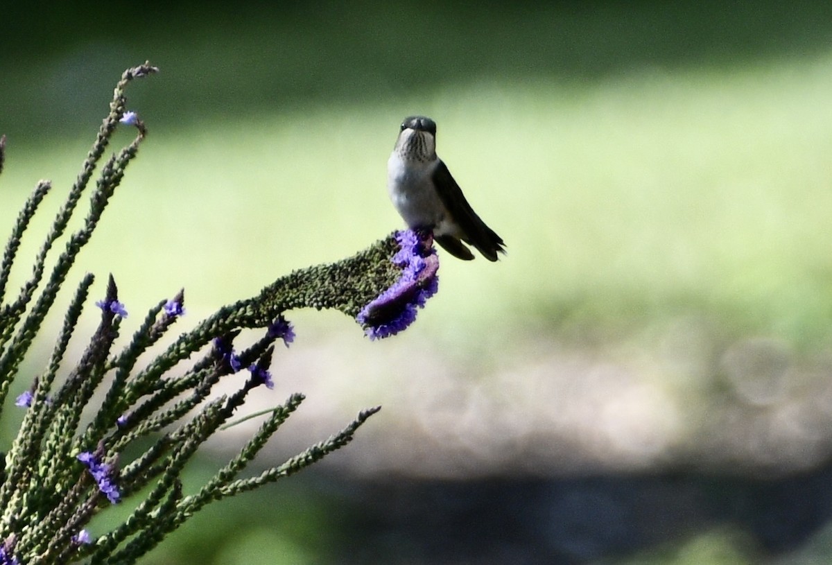 Ruby-throated Hummingbird - ML641294290