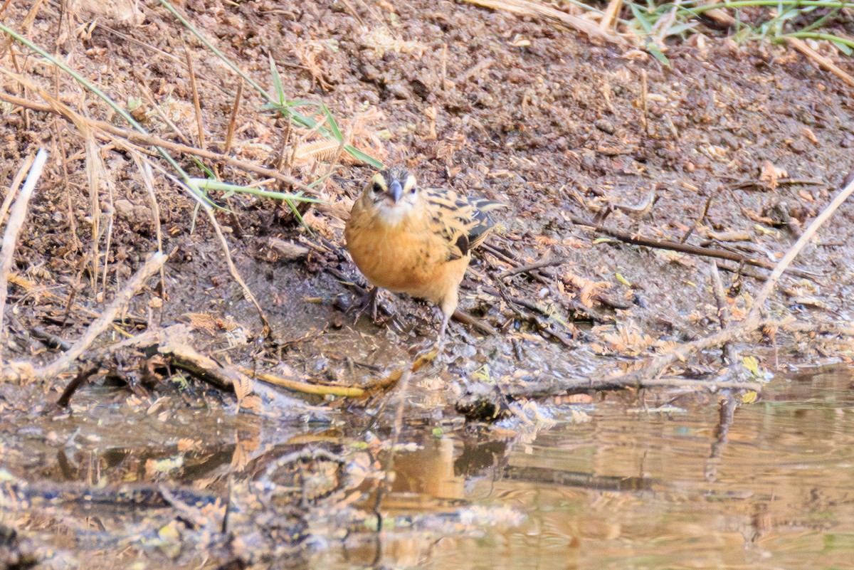 Black Bishop - ML641294309