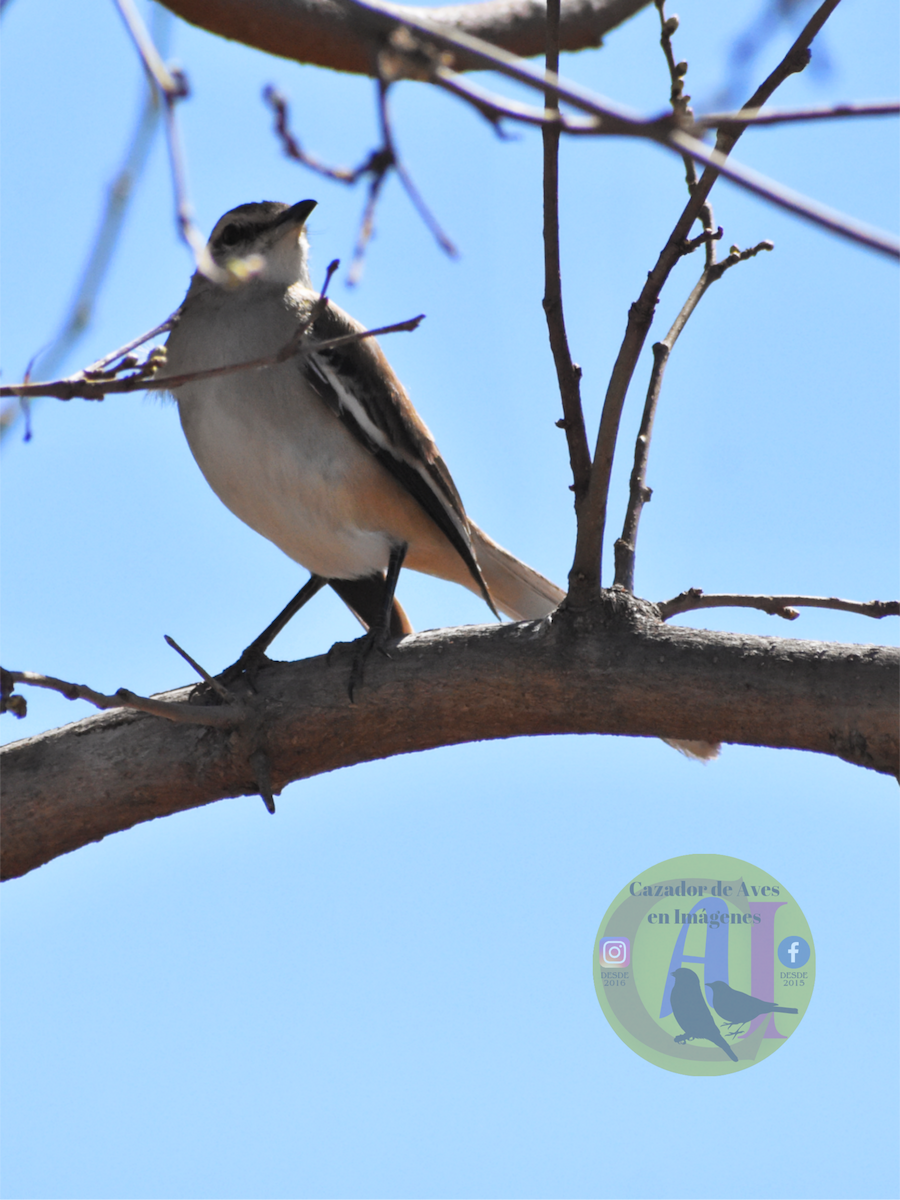 White-banded Mockingbird - ML641294315