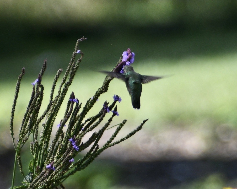 Ruby-throated Hummingbird - ML641294318