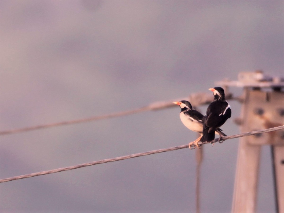 Indian Pied Starling - ML641294331