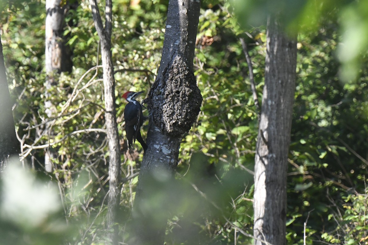 Pileated Woodpecker - ML641294353