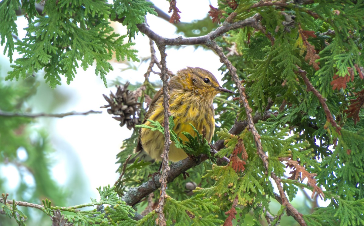 Cape May Warbler - ML641294356