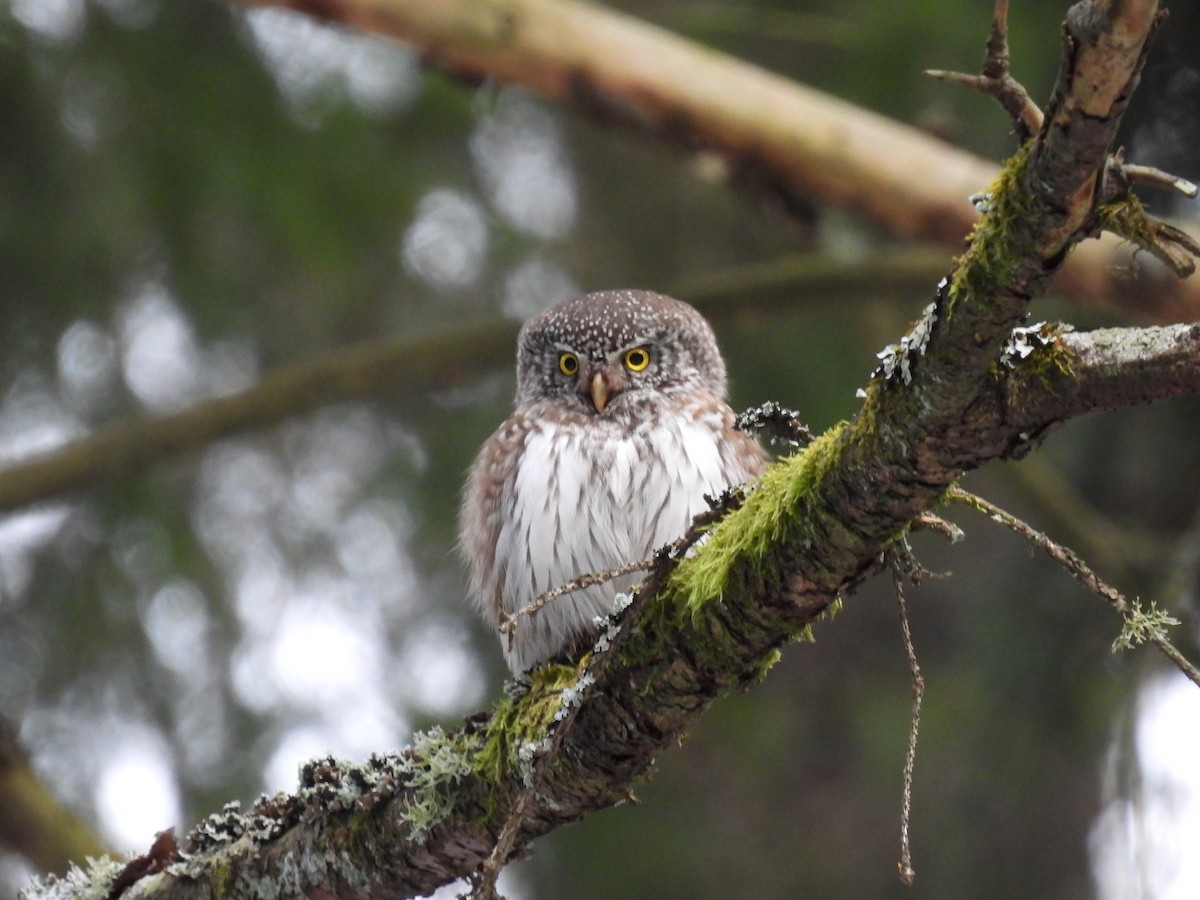 Eurasian Pygmy-Owl - ML641294359