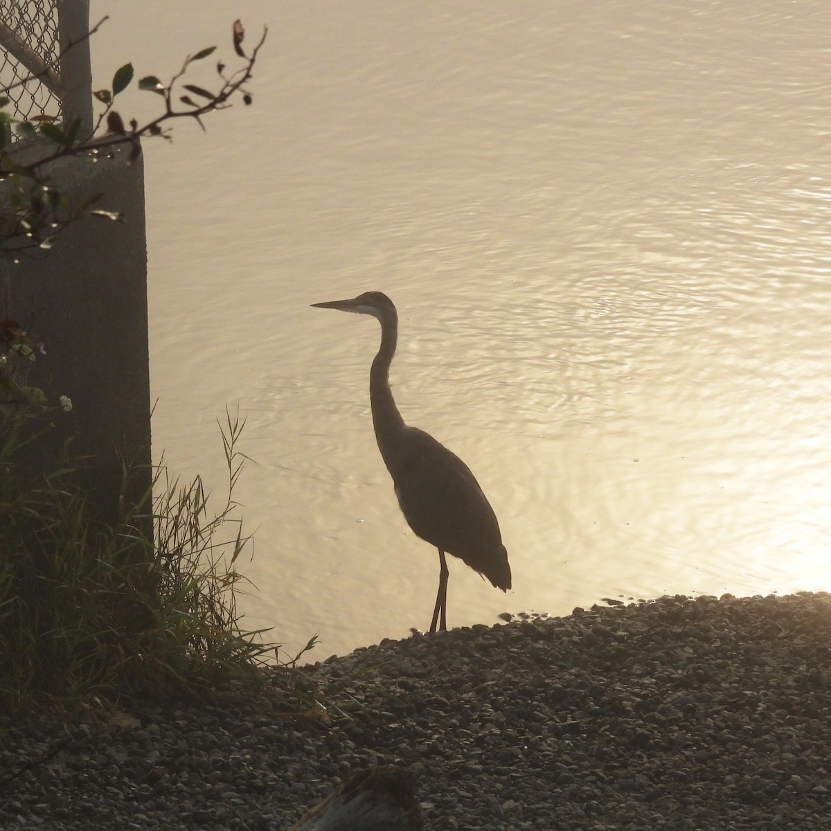 Great Blue Heron - ML641294369