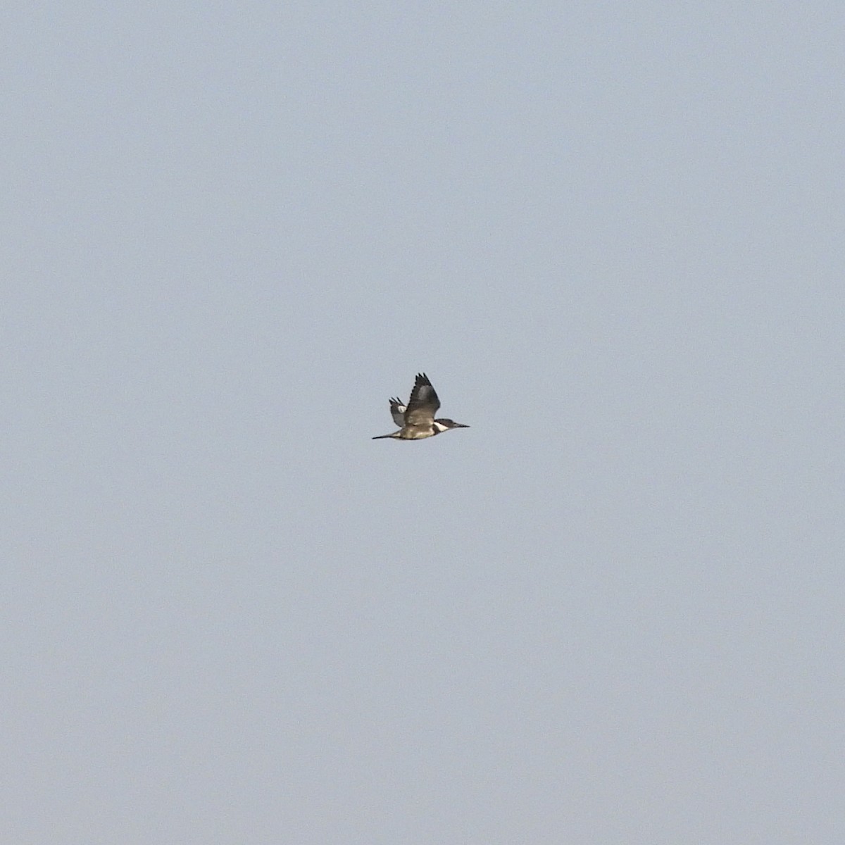 Belted Kingfisher - ML641294370