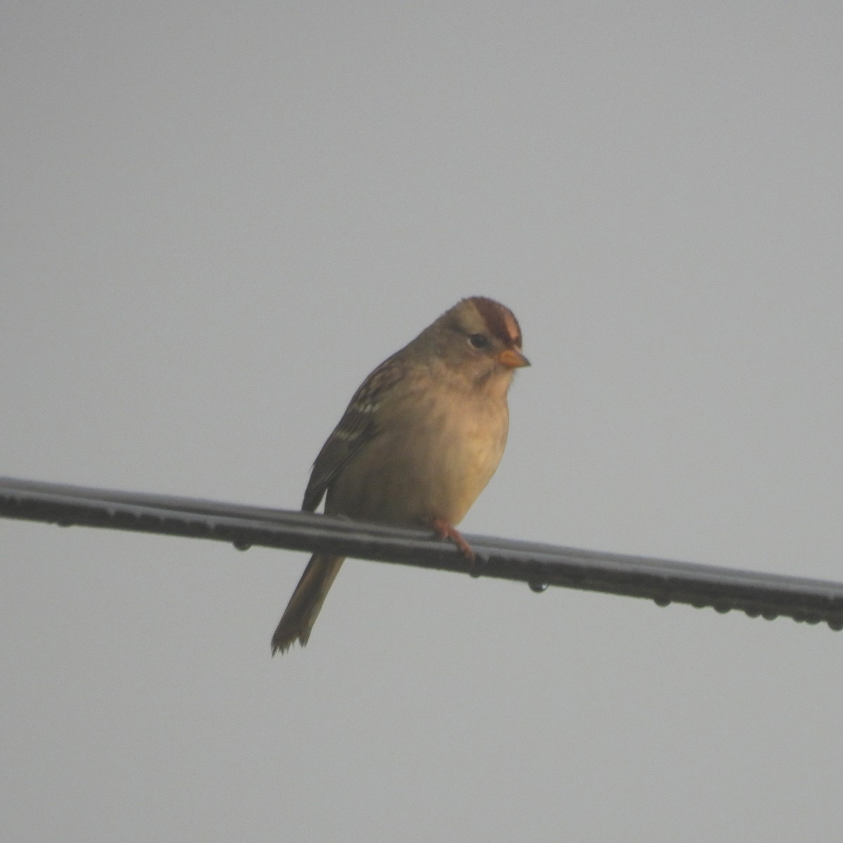 White-crowned Sparrow - ML641294376