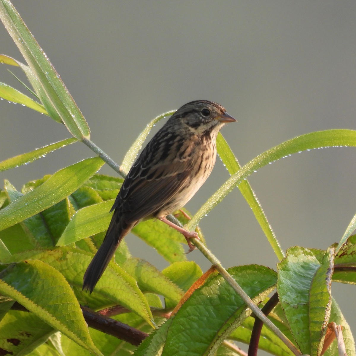 Lincoln's Sparrow - ML641294378