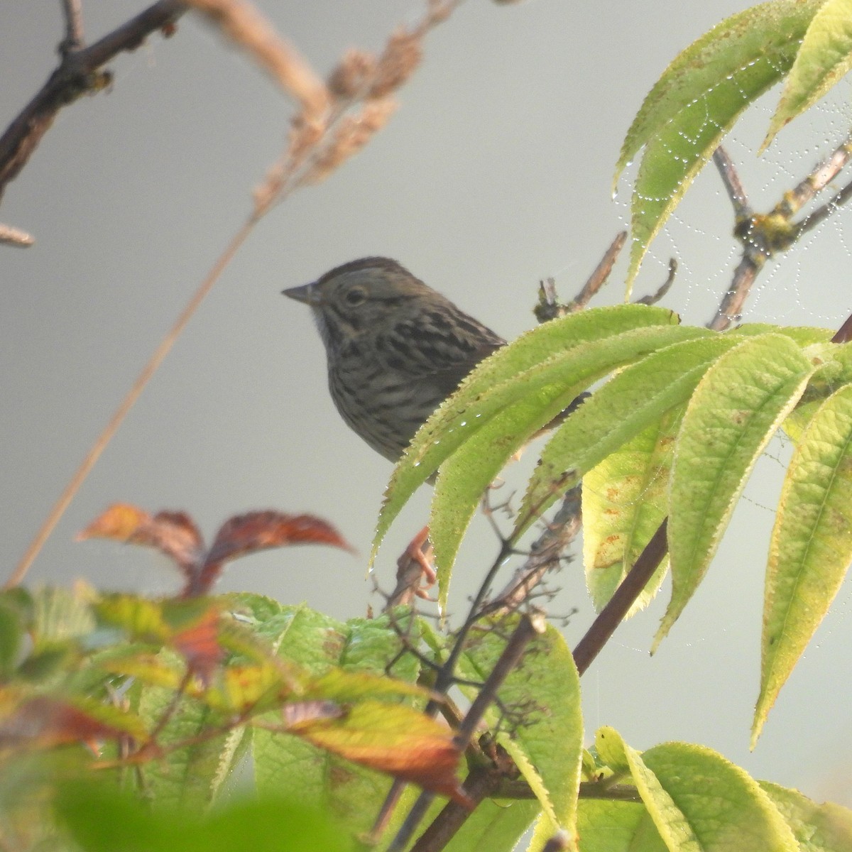 Lincoln's Sparrow - ML641294379