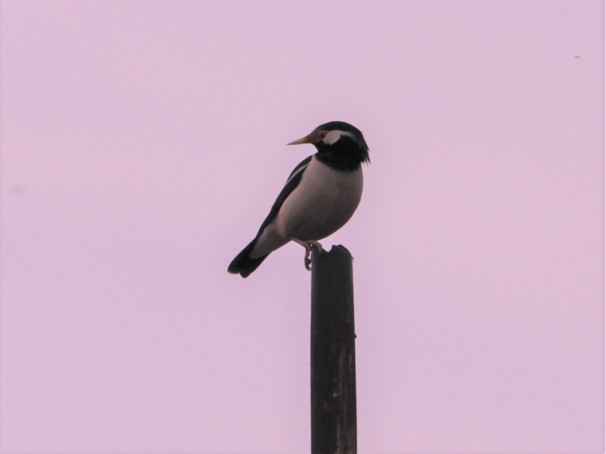 Indian Pied Starling - ML641294383