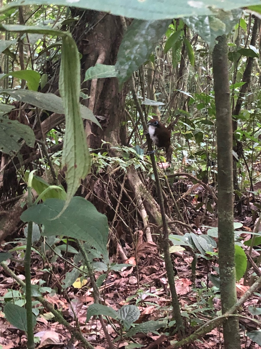 Bicolored Antbird - ML641294386