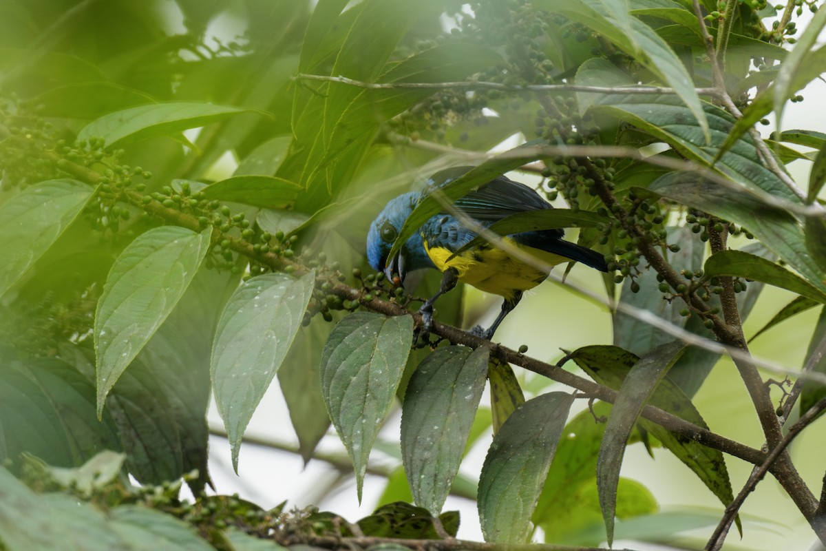 Turquoise Tanager - ML641294411
