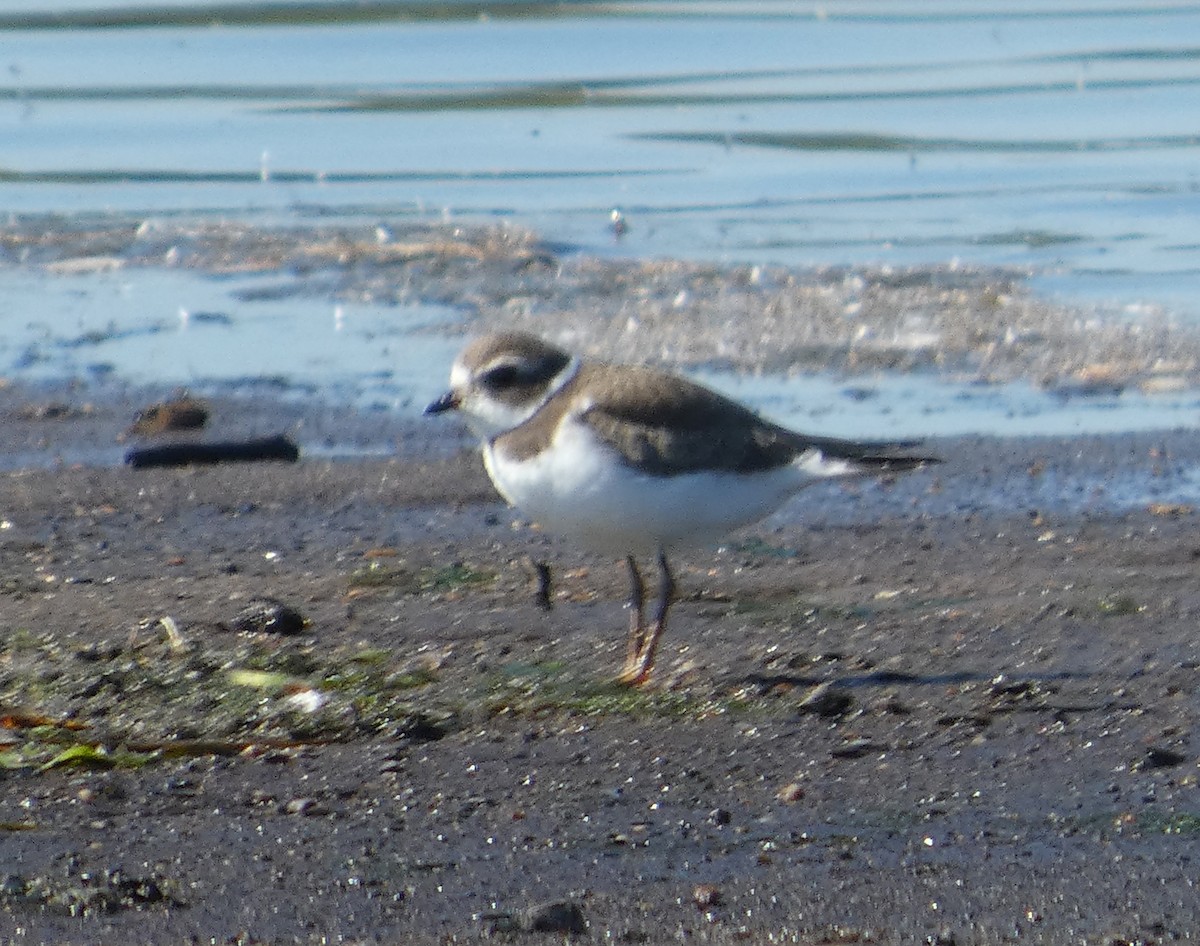 Semipalmated Plover - ML641294464