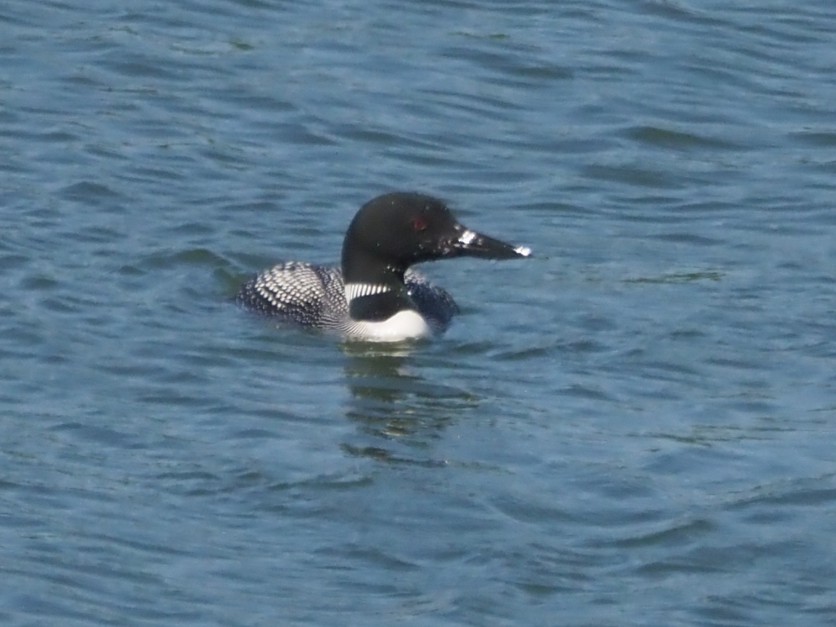 Common Loon - ML641294475